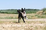 BORDER COLLIE 249